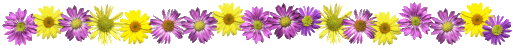 purple and yellow flowers separator bar