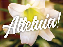 White Easter lily with Alleluia