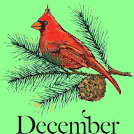 December 2010 - pine branch with red cardinal  - Apple Seeds