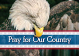 Bald eagle "Pray for our Country"
