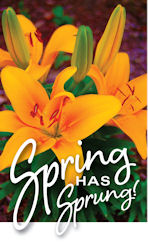 Yello Lilies - Spring has sprung!
